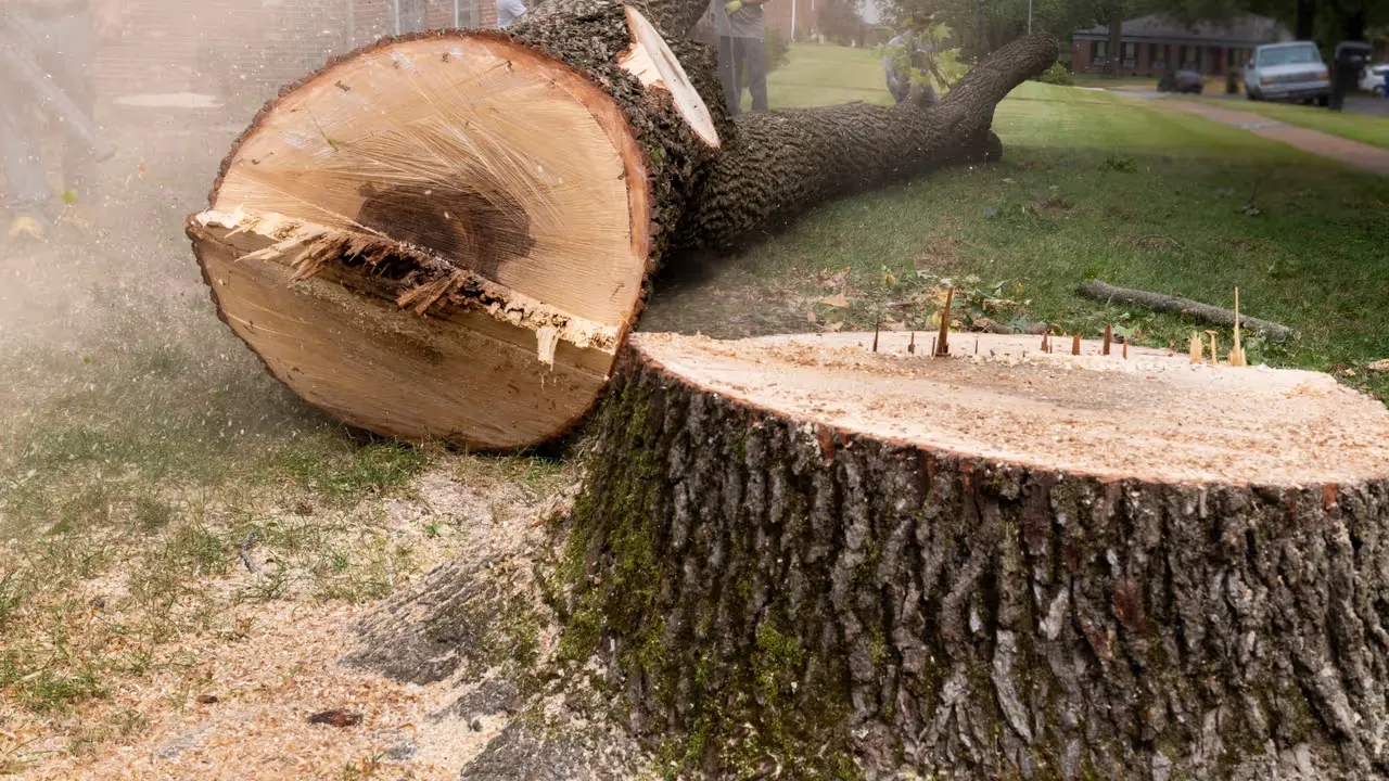 Fäll träd med omtanke och säkerhet